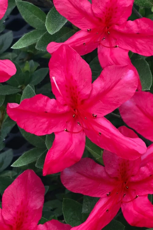 Gloria Deep Pink Sawada Azalea - 1 Gallon Pot 1 Gloria Deep Pink Sawada Azalea - 1 Gallon Pot