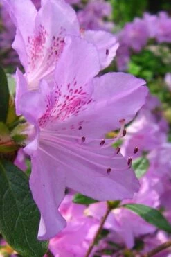 Gulf Pride Fragrant Southern Indica Azalea - 3 Gallon Pot -Flora Bloom Shop azalea gulf pride 2 1
