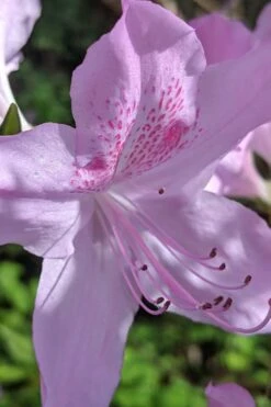 Gulf Pride Fragrant Southern Indica Azalea - 1 Gallon Pot -Flora Bloom Shop azalea gulf pride 5