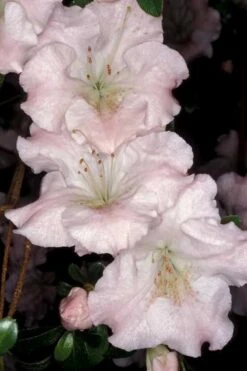 Gwenda Azalea (Robin Hill Hybrid) - 6 Pack Of 1 Gallon Pots -Flora Bloom Shop azalea gwenda 6