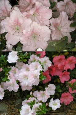 Gwenda Azalea (Robin Hill Hybrid) - 6 Pack Of 1 Gallon Pots -Flora Bloom Shop azalea gwenda 7