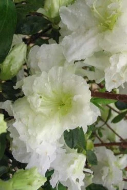 Helen Curtis Azalea - 3 Gallon Pot 8 Helen Curtis Azalea - 3 Gallon Pot -Flora Bloom Shop azalea helen curtis 7