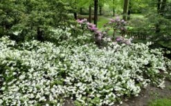 Helen Curtis Azalea - 3 Gallon Pot 9 Helen Curtis Azalea - 3 Gallon Pot -Flora Bloom Shop azalea helen curtis 9