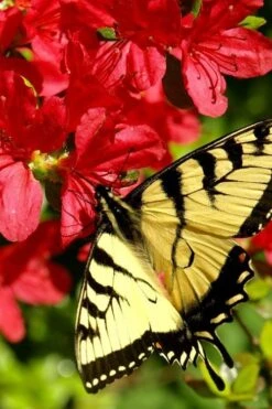 Midnight Flare Azalea - 3 Gallon Pot -Flora Bloom Shop azalea midnight flare 20