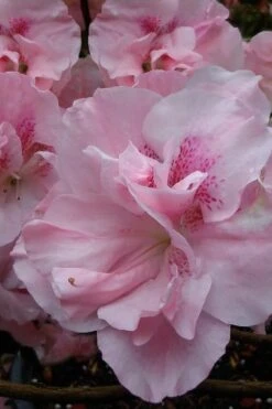 Nancy Of Robin Hill Azalea - 3 Gallon Pot 8 Nancy Of Robin Hill Azalea - 3 Gallon Pot -Flora Bloom Shop azalea nancy at robin hill 1