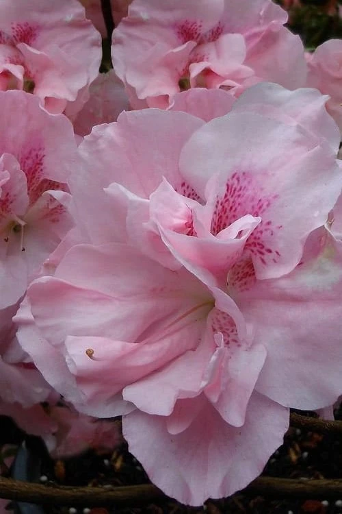 Nancy Of Robin Hill Azalea - 3 Gallon Pot 4 Nancy Of Robin Hill Azalea - 3 Gallon Pot - Image 4