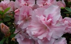 Nancy Of Robin Hill Azalea - 3 Gallon Pot 9 Nancy Of Robin Hill Azalea - 3 Gallon Pot -Flora Bloom Shop azalea nancy of robin hill 3