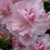 Nancy Of Robin Hill Azalea - 3 Gallon Pot