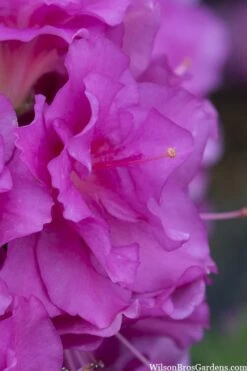 Perfecto Mundo Double Purple Reblooming Azalea - 3 Gallon Pot 10 Perfecto Mundo Double Purple Reblooming Azalea - 3 Gallon Pot -Flora Bloom Shop azalea perfecto mondo double20purple 1 1