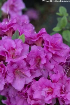 Perfecto Mundo Double Purple Reblooming Azalea - 3 Pack Of Quart Pots -Flora Bloom Shop azalea perfecto mondo double20purple 3