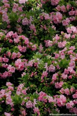Perfecto Mundo Double Pink Reblooming Azalea - 2 Gallon Pot -Flora Bloom Shop azalea perfecto mundo double pink 1
