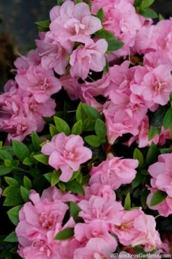 Perfecto Mundo Double Pink Reblooming Azalea - 2 Gallon Pot -Flora Bloom Shop azalea perfecto mundo double pink 2