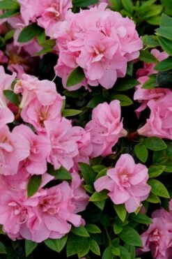 Perfecto Mundo Double Pink Reblooming Azalea - 2 Gallon Pot -Flora Bloom Shop azalea perfecto mundo double pink 4