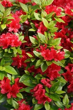 Perfecto Mundo Red Reblooming Azalea - 3 Gallon Pot -Flora Bloom Shop azalea perfecto mundo red 2