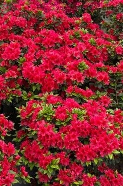 Perfecto Mundo Red Reblooming Azalea - 3 Gallon Pot -Flora Bloom Shop azalea perfecto mundo red 5