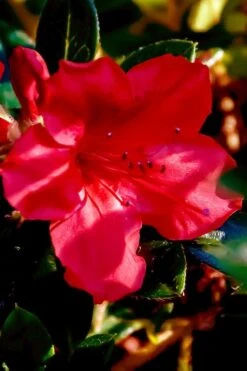 Perfecto Mundo Red Reblooming Azalea - 3 Gallon Pot -Flora Bloom Shop azalea perfecto mundo red 6