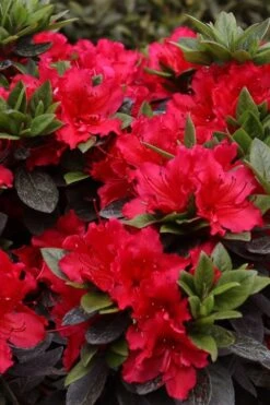 Perfecto Mundo Red Reblooming Azalea - 3 Gallon Pot -Flora Bloom Shop azalea perfecto mundo red 8