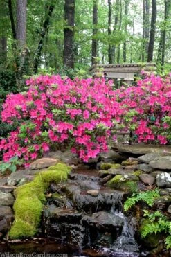 Pink Formosa Azalea - 1 Gallon Pot 8 Pink Formosa Azalea - 1 Gallon Pot -Flora Bloom Shop azalea pink formosa 2 1