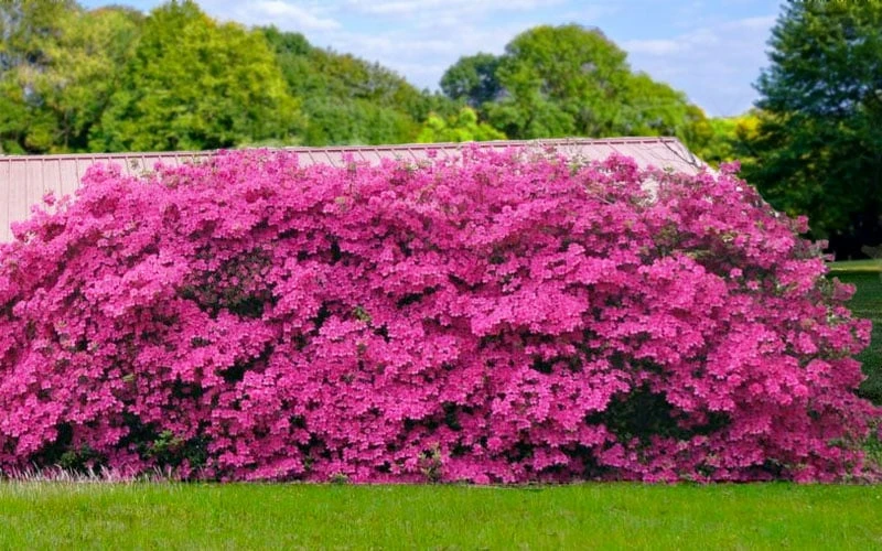 Pink Formosa Azalea - 1 Gallon Pot 5 Pink Formosa Azalea - 1 Gallon Pot - Image 5