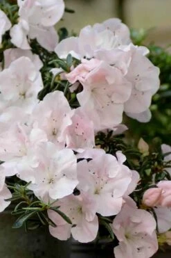 Tsuki No Shimo Satsuki Azalea - 1 Gallon Pot 17 Tsuki No Shimo Satsuki Azalea - 1 Gallon Pot -Flora Bloom Shop azalea satsuki tsuki no shimo 100