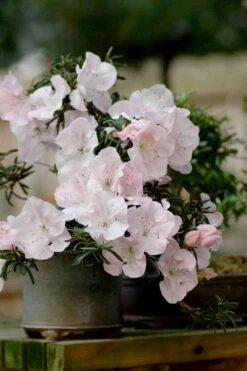 Tsuki No Shimo Satsuki Azalea - 1 Gallon Pot 21 Tsuki No Shimo Satsuki Azalea - 1 Gallon Pot -Flora Bloom Shop azalea satsuki tsuki no shimo 101