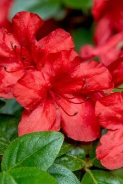 Stewartstonian Azalea - 3 Gallon Pot -Flora Bloom Shop azalea stewartstonian 2