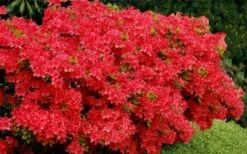 Stewartstonian Azalea - 3 Gallon Pot -Flora Bloom Shop azalea stewartstonian 3