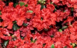 Stewartstonian Azalea - 3 Gallon Pot -Flora Bloom Shop azalea stewartstonian 4