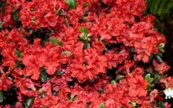 Stewartstonian Azalea - 3 Gallon Pot -Flora Bloom Shop azalea stewartstonian 6