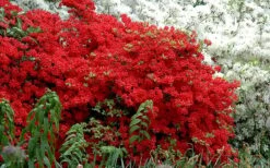 Stewartstonian Azalea - 3 Gallon Pot -Flora Bloom Shop azalea stewartstonian 7