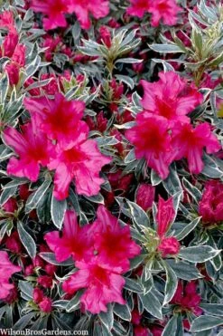The Robe Azalea - 2 Gallon Pot -Flora Bloom Shop azalea the robe 3 1