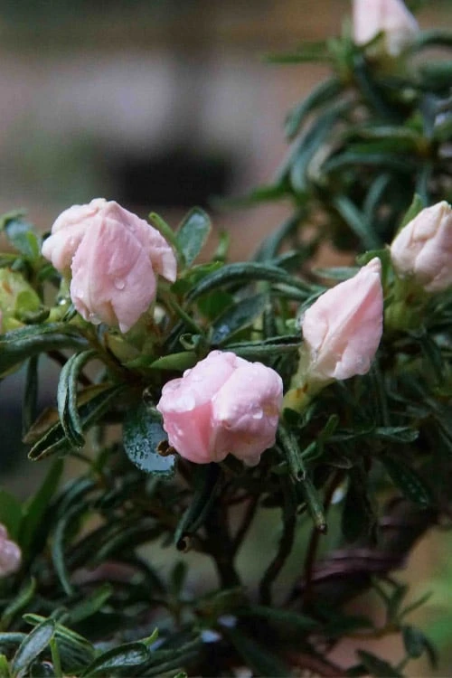 Tsuki No Shimo Satsuki Azalea - 1 Gallon Pot 10 Tsuki No Shimo Satsuki Azalea - 1 Gallon Pot - Image 10