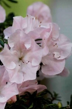 Tsuki No Shimo Satsuki Azalea - 1 Gallon Pot 14 Tsuki No Shimo Satsuki Azalea - 1 Gallon Pot -Flora Bloom Shop azalea tsuki no shimo 3