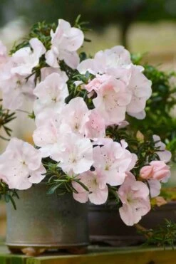 Tsuki No Shimo Satsuki Azalea - 1 Gallon Pot 18 Tsuki No Shimo Satsuki Azalea - 1 Gallon Pot -Flora Bloom Shop azalea tsuki no shimo 6