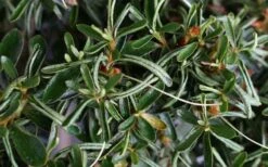 Tsuki No Shimo Satsuki Azalea - 1 Gallon Pot 15 Tsuki No Shimo Satsuki Azalea - 1 Gallon Pot -Flora Bloom Shop azalea tsuki no shimo 7