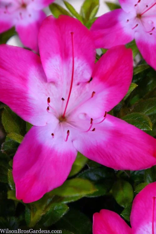 Vibrant Azalea (Harris Hybrid) - 1 Gallon Pot 1 Vibrant Azalea (Harris Hybrid) - 1 Gallon Pot