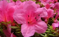 Chinzan Dwarf Azalea - 6 Pack Of 1 Gallon Pots 12 Chinzan Dwarf Azalea - 6 Pack Of 1 Gallon Pots -Flora Bloom Shop azaleachinzan