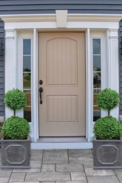 Common Boxwood 2-Ball Poodle Tier Topiary (Buxus Sempervirens) - 3 Gallon Pot (Short) -Flora Bloom Shop boxwood two ball poodle tier 2