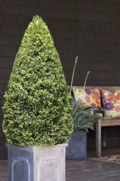 Variegated Boxwood (Buxus Sempervirens 'Aureovariegata') - 2 Gallon Pot - SALE -Flora Bloom Shop boxwood variegated cone 2 2