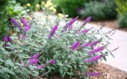 Lo & Behold Blue Chip Junior Butterfly Bush - 3 Gallon Pot -Flora Bloom Shop buddleia blue chip junior butterfly bush 7