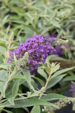 Lo & Behold Blue Chip Junior Butterfly Bush - 3 Gallon Pot -Flora Bloom Shop buddleia blue chip junior butterfly bush 8