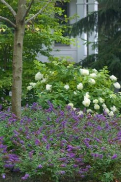 Lo & Behold Blue Chip Junior Butterfly Bush - 3 Gallon Pot -Flora Bloom Shop buddleia blue chip junior butterfly bush 9