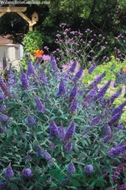 Ellen's Blue Butterfly Bush - 3 Gallon Pot 7 Ellen's Blue Butterfly Bush - 3 Gallon Pot -Flora Bloom Shop buddleia davidii ellens blue butterfly bush 2