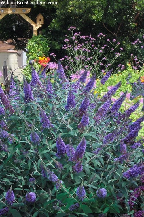 Ellen's Blue Butterfly Bush - 3 Gallon Pot 4 Ellen's Blue Butterfly Bush - 3 Gallon Pot - Image 4