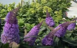 Pugster Amethyst Butterfly Bush - 3 Gallon Pot -Flora Bloom Shop buddleia pugster amethyst butterfly bush 7