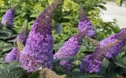 Pugster Amethyst Butterfly Bush - 3 Gallon Pot -Flora Bloom Shop buddleia pugster amethyst butterfly bush 8