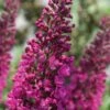 Summer Sips 'Sangria' Dwarf Butterfly Bush - 3 Gallon Pot
