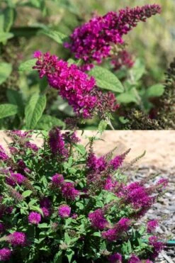 Summer Sips 'Sangria' Dwarf Butterfly Bush - 3 Gallon Pot -Flora Bloom Shop buddleia summer sips sangria dwarf butterfly bush 2
