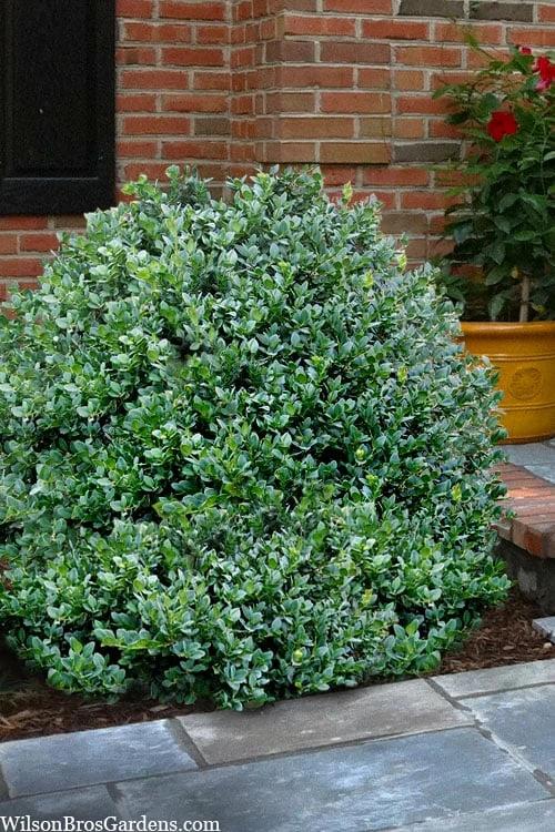 Gordo Boxwood - 6 Pack Of 1 Gallon Pots 1 Gordo Boxwood - 6 Pack Of 1 Gallon Pots