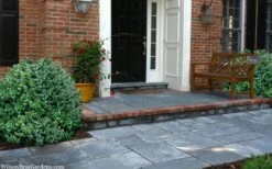 Gordo Boxwood - 1 Gallon Pot 12 Gordo Boxwood - 1 Gallon Pot -Flora Bloom Shop buxus gordo boxwood 2